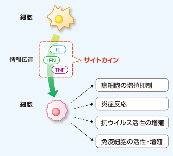 サイトカインの主な役割